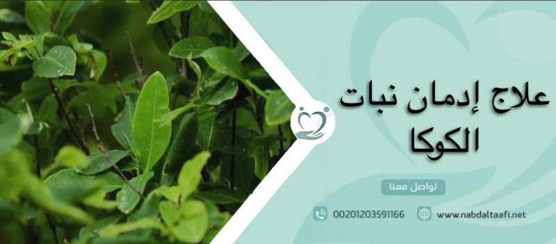 علاج إدمان نبات الكوكا والتخلص من أعراضه نهائيًا