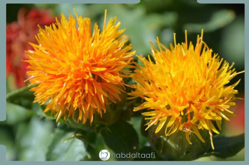 أنواع الأعشاب المستخدمة في علاج الإدمان